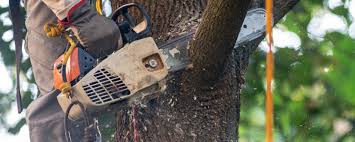 Best Tree Preservation Services  in Cameron Park, TX