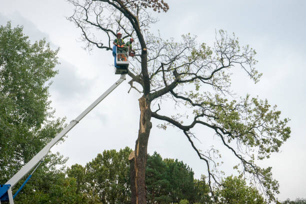 Best Stump Grinding and Removal  in Cameron Park, TX