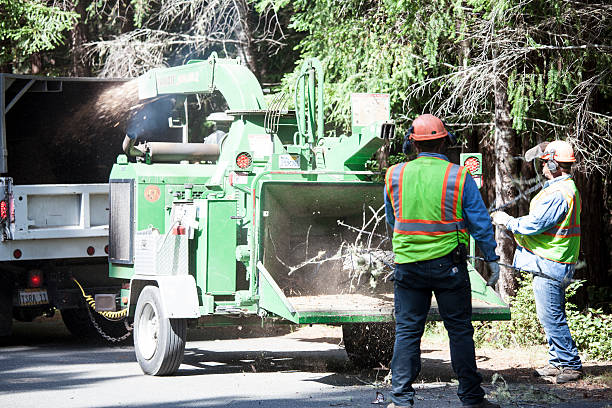  Cameron Park, TX Tree Care Pros