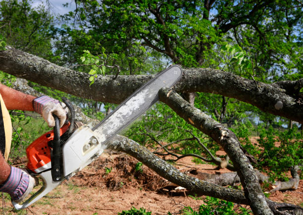 Best Firewood Processing and Delivery  in Cameron Park, TX